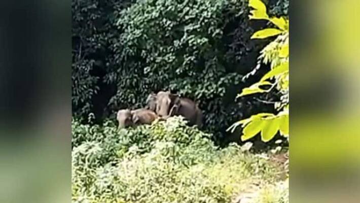 Mother Elephant Blesses Forest Officials After Being Reunited With Its Calf Mother Elephant Blesses Forest Officials After Being Reunited With Its Calf