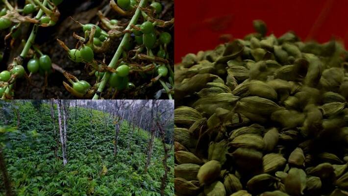 farmers in crisis after cardamom price drop in kerala farmers in crisis after cardamom price drop in kerala
