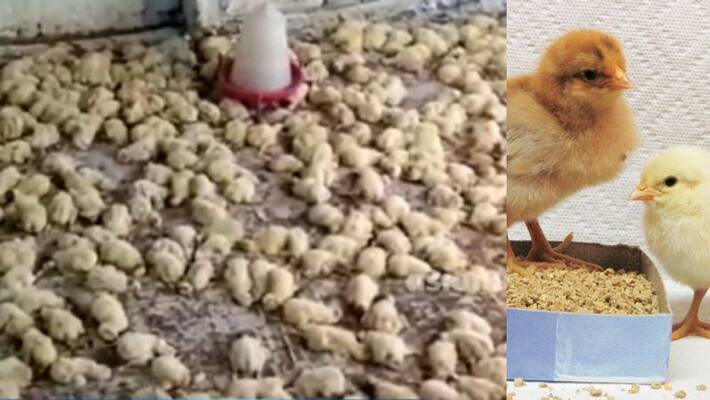 chicken dies in Alappuzha farm chicken dies in Alappuzha farm
