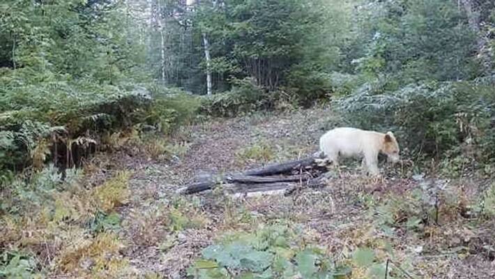 white cultured bear that captured in trial camera killed white cultured bear that captured in trial camera killed
