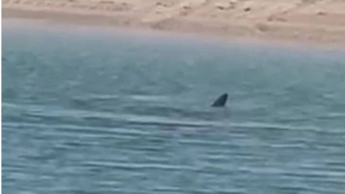 beachgoers warned in Kuwait as the presence of a Large shark confirmed in Kuwait waters beachgoers warned in Kuwait as the presence of a Large shark confirmed in Kuwait waters