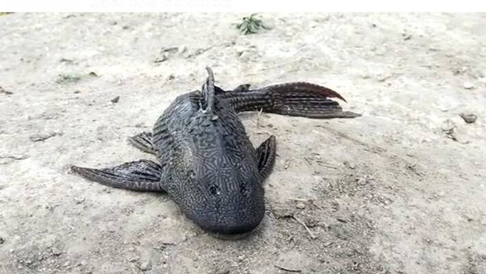 rare fish caught by fisherman in ntr district rare fish caught by fisherman in ntr district