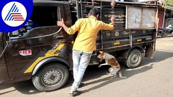 Haliyal Municipality Leave Forest Street Dogs grg Haliyal Municipality Leave Forest Street Dogs grg