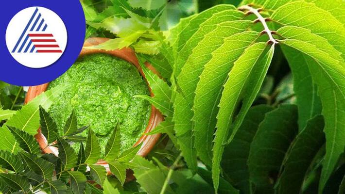 Amazing Health Benefits and Uses of Neem Leaves Amazing Health Benefits and Uses of Neem Leaves