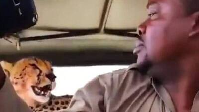 man capture selfie with cheetah 