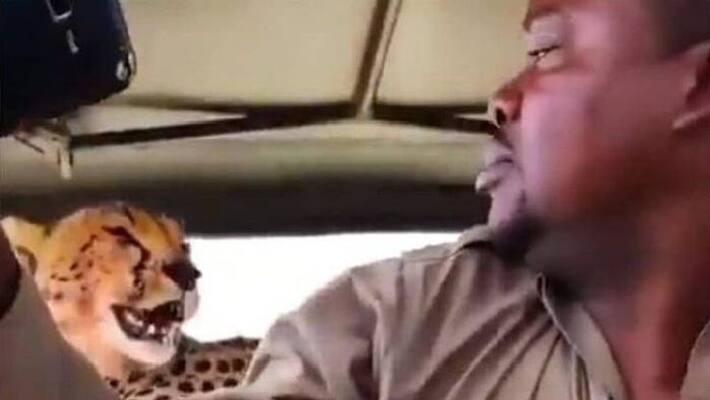 man capture selfie with cheetah man capture selfie with cheetah
