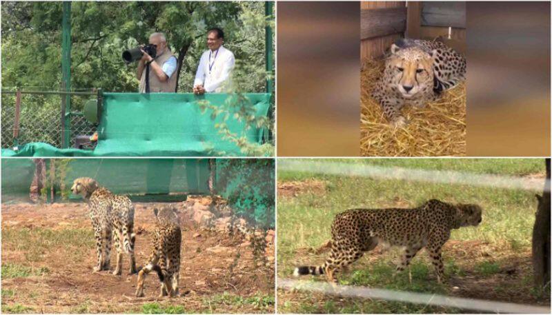 Project Cheetah: A second group of 12 Cheetahs will arrive from South Africa by IAF Flight on Saturday