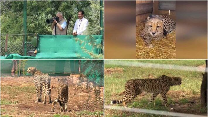 'The cheetahs brought to India can be named, they should be in tune with the country's culture 'The cheetahs brought to India can be named, they should be in tune with the country's culture