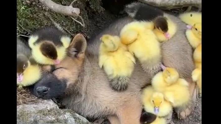 adorable video of puppy and Ducklings Sleeps together apa adorable video of puppy and Ducklings Sleeps together apa