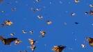 Monarch butterflie fluttering under a clear blue sky is going viral online akb