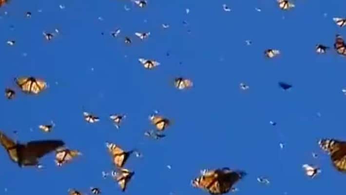 Monarch butterflie fluttering under a clear blue sky is going viral online akb Monarch butterflie fluttering under a clear blue sky is going viral online akb