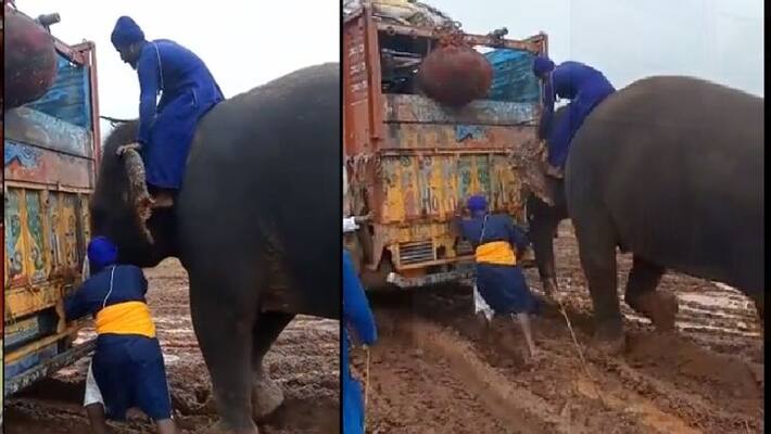 Punjab Amritsar News elephant pulled the truck stuck in mud video viral kpr Punjab Amritsar News elephant pulled the truck stuck in mud video viral kpr