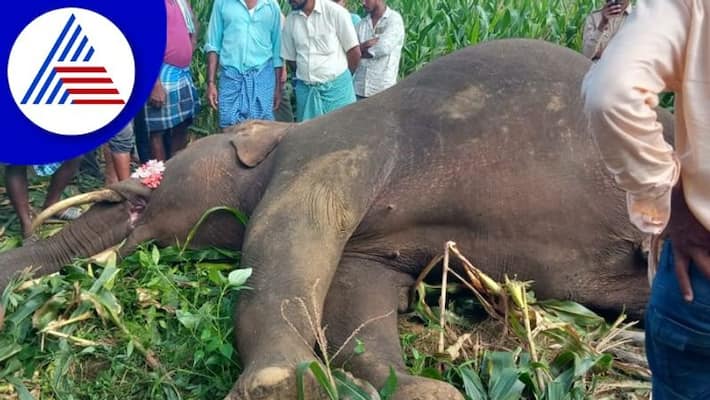 two wild elephants died in shivamogga after Touch of electric wire gow two wild elephants died in shivamogga after Touch of electric wire gow