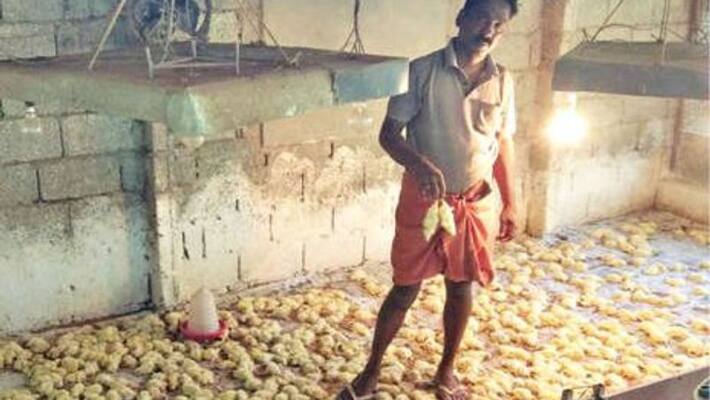 2000 broiler chickens were found dead in an organic farmers farm 2000 broiler chickens were found dead in an organic farmers farm
