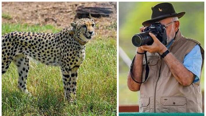 Super Sniffer dog squad to protect cheetahs at Kuno National Park Super Sniffer dog squad to protect cheetahs at Kuno National Park