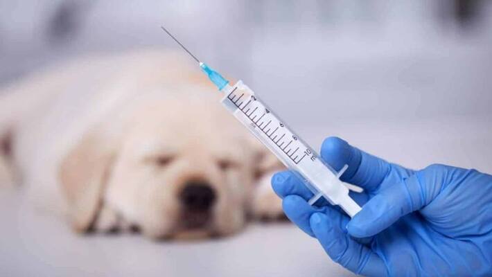 importance of World Rabies Day 2022 importance of World Rabies Day 2022