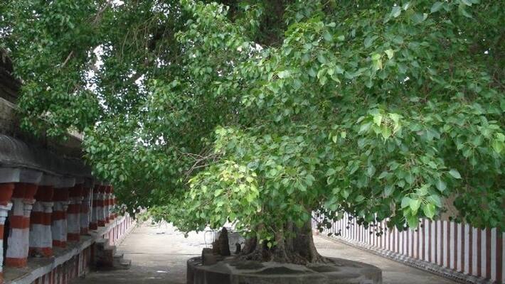 Can you get rid of all these doshas by circumambulating the royal tree? Can you get rid of all these doshas by circumambulating the royal tree?