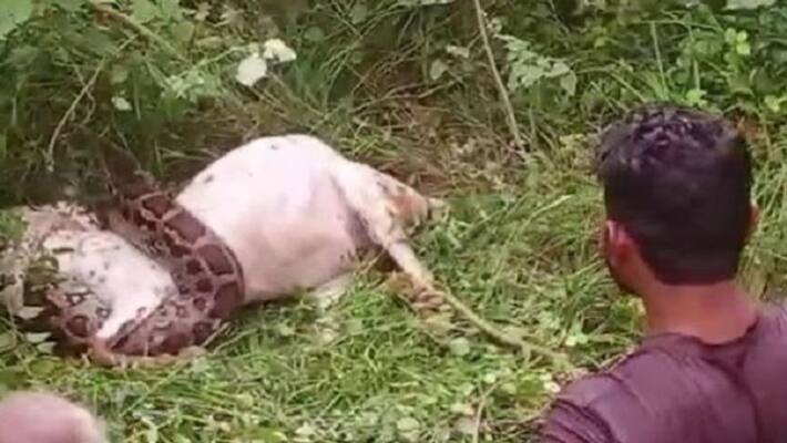 Agra Teenagers who went graze goats encountered 12 feet long python forest department team did not reach even after information Agra Teenagers who went graze goats encountered 12 feet long python forest department team did not reach even after information