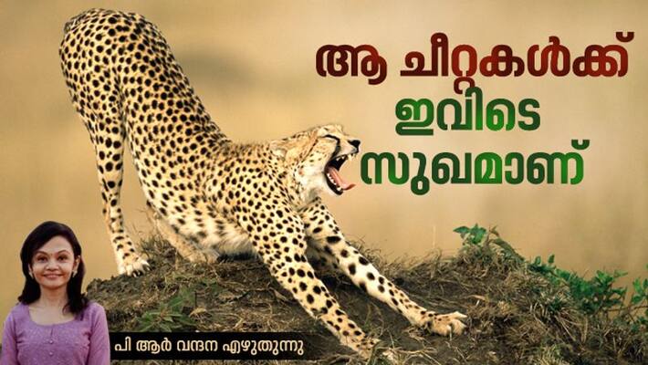 analysis on Cheetah reintroduction in India by Vandana PR analysis on Cheetah reintroduction in India by Vandana PR
