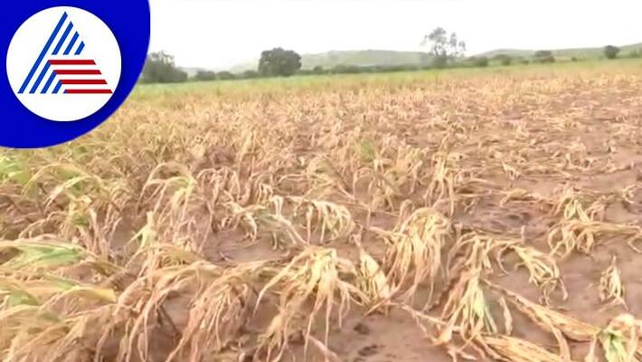 Farmers Faces Problems for Crop Destroying Insect at Indi in Vijayapura grg Farmers Faces Problems for Crop Destroying Insect at Indi in Vijayapura grg