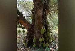 200 year old jack Fruit Tree is trending in social media 