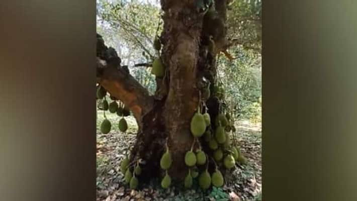 200 year old jack Fruit Tree is trending in social media 200 year old jack Fruit Tree is trending in social media