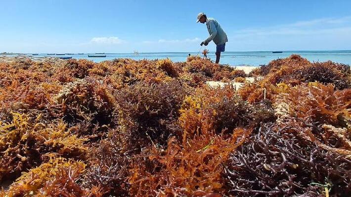 seaweed products to combat fatty liver by CMFRI seaweed products to combat fatty liver by CMFRI