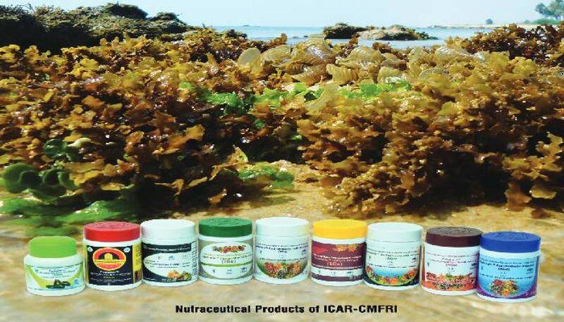 seaweed products to combat fatty liver by CMFRI 