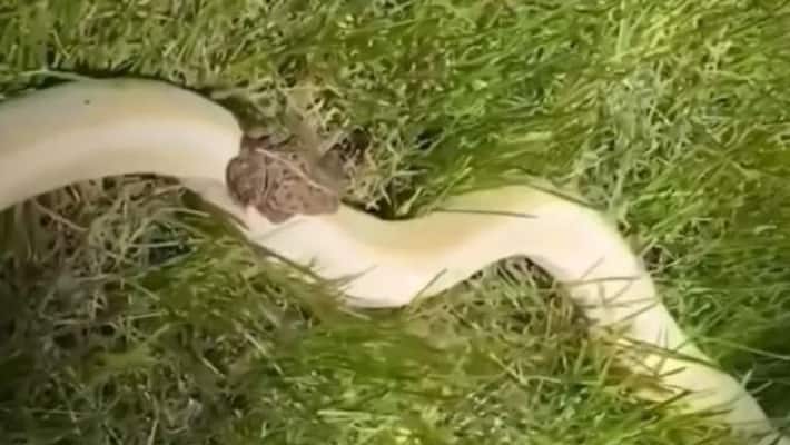 frog ride back on giant snake videos goes viral apa frog ride back on giant snake videos goes viral apa