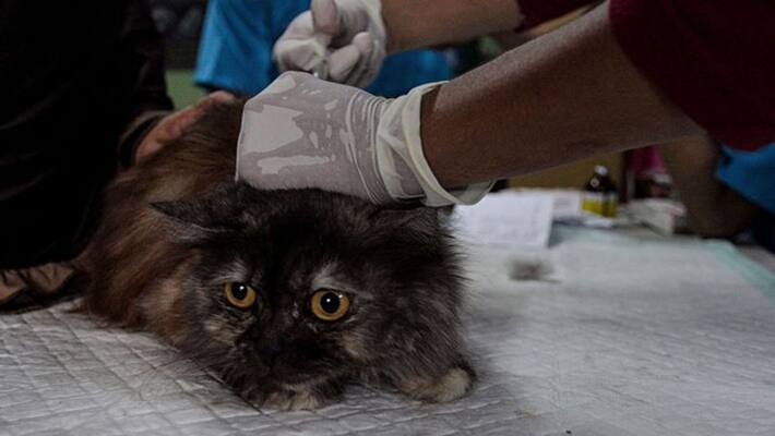 World Rabies Day 2022 : Symptoms,virus,medicine and vaccination dva World Rabies Day 2022 : Symptoms,virus,medicine and vaccination dva