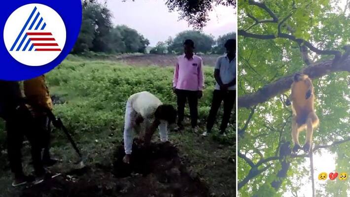 people killed monkeys and hanged into tree in Bidar's Bhalki akb people killed monkeys and hanged into tree in Bidar's Bhalki akb