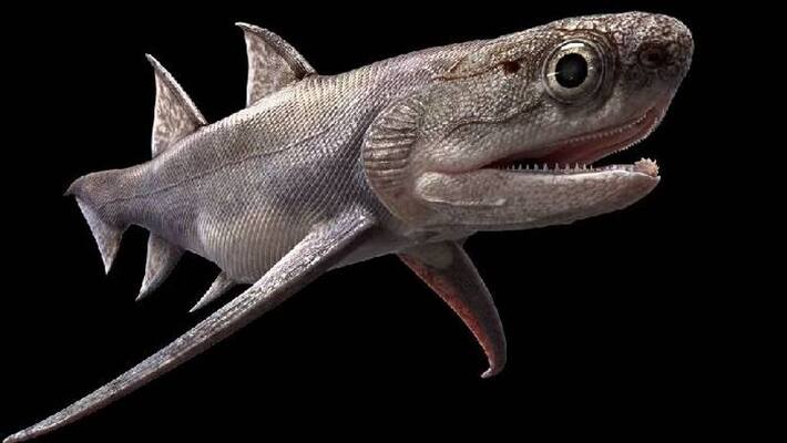 oldest teeth ever found from fish fossil oldest teeth ever found from fish fossil