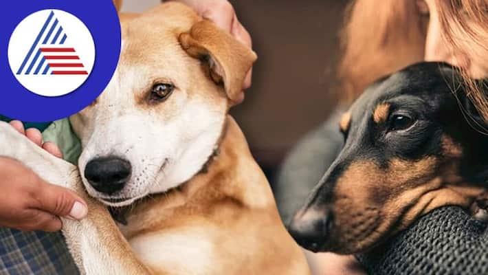 Can Dogs Smell Stress In Humans, Yes Says Study Vin Can Dogs Smell Stress In Humans, Yes Says Study Vin