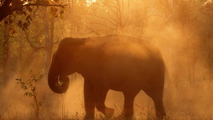 wild elephant group camp in channapatna gow wild elephant group camp in channapatna gow