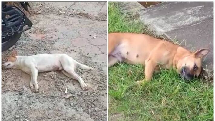 30 stray dogs shot dead in bihars begusarai district after government order ash 30 stray dogs shot dead in bihars begusarai district after government order ash