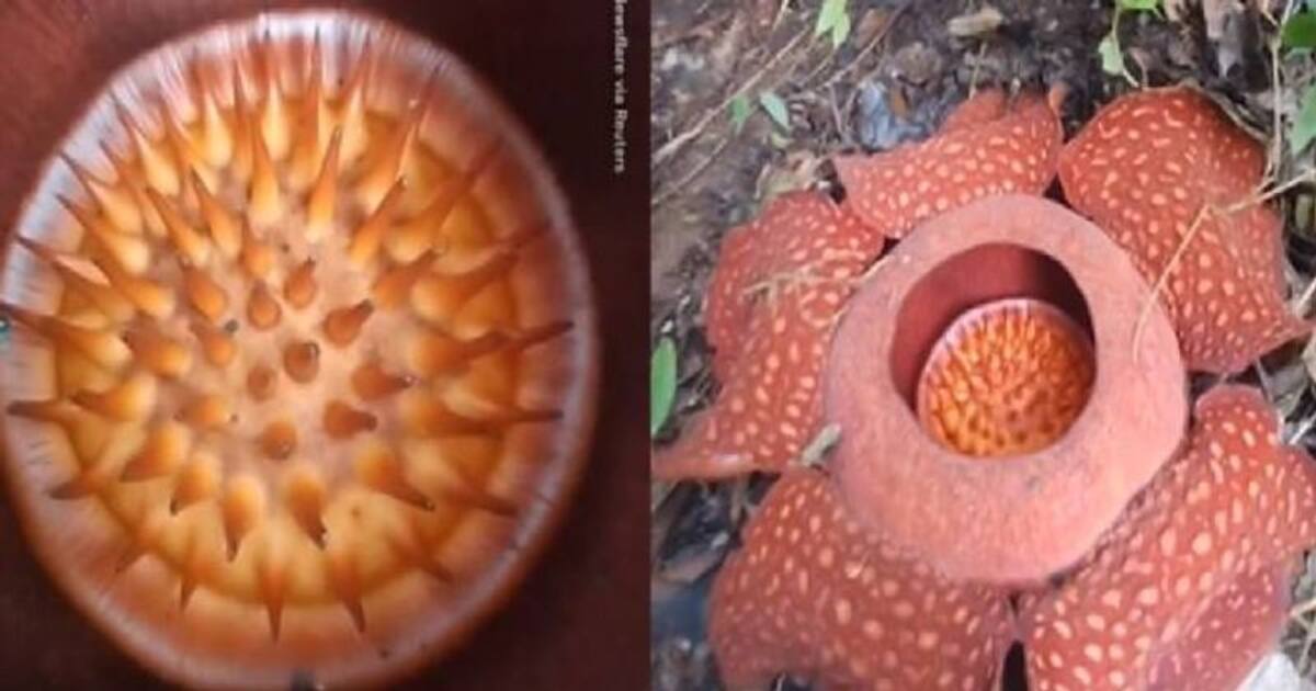 Video of world's largest flower in full bloom goes viral TIme News