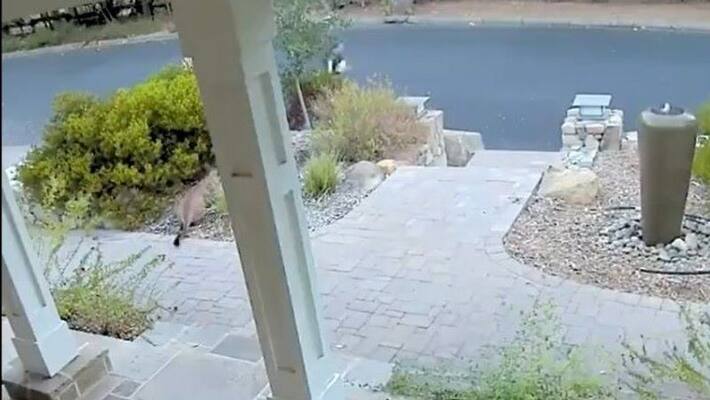 viral video of mountain lion hiding in bushes outside a house apa viral video of mountain lion hiding in bushes outside a house apa