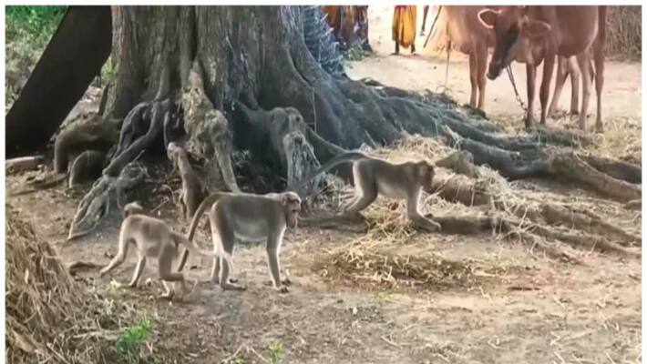 monkey issue in tamil nadu villages monkey issue in tamil nadu villages