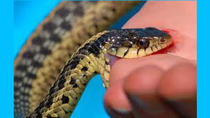 west singhbhum shocking news pregnant woman died of snake bite family members believed in superstition instead of taking her hospital asc west singhbhum shocking news pregnant woman died of snake bite family members believed in superstition instead of taking her hospital asc