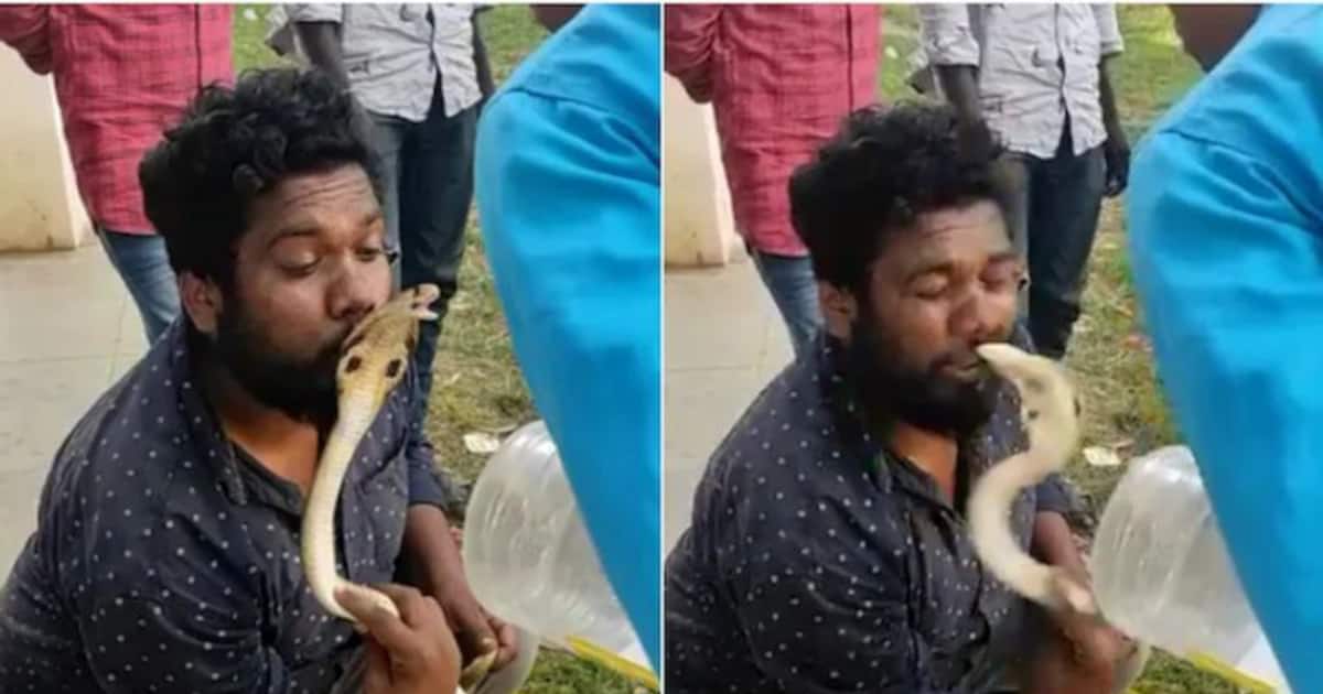 Tried to kiss captured snake, snake catcher gets carved on lip by cobra