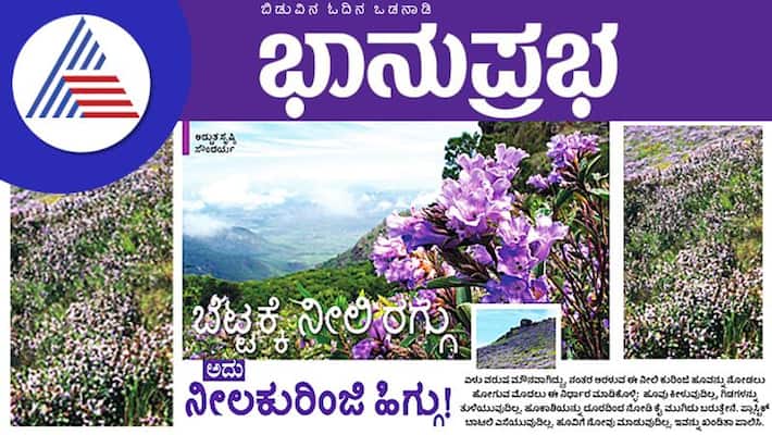 Witness the remarkable blooming of Neelakurinji flowers in Chikkamagaluru vcs Witness the remarkable blooming of Neelakurinji flowers in Chikkamagaluru vcs