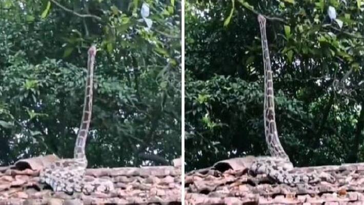 snake standing upright snake standing upright