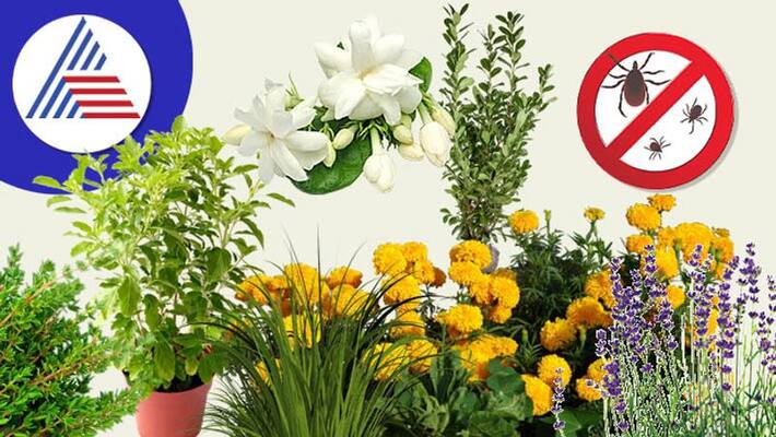 Plants that keep bugs away let them have at your home Plants that keep bugs away let them have at your home