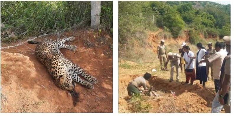 Theni MP ravindranath has been summoned by the Forest Department in death of a leopard caught in an electric fence