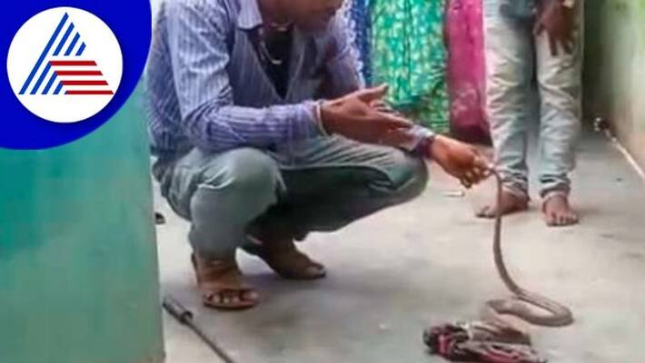 A snake swallowed the knicker at kotetitlu chamarajanagar rav A snake swallowed the knicker at kotetitlu chamarajanagar rav