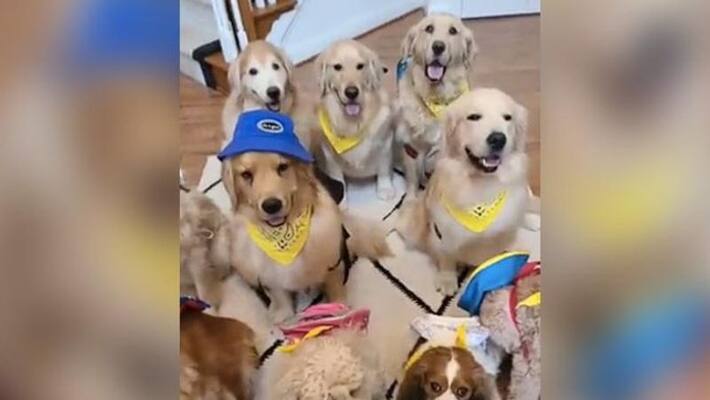 hilarious video in which different breeds of dogs are ready to go school hilarious video in which different breeds of dogs are ready to go school