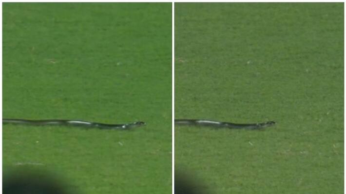 Guwahati 2nd T20I india vs South Africa Snake interrupts the play san Guwahati 2nd T20I india vs South Africa Snake interrupts the play san