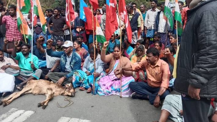 compensation granted for cattle farmers who lost cow in tiger attack compensation granted for cattle farmers who lost cow in tiger attack