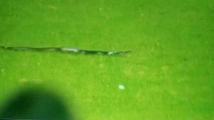 india beats sourth africa but snake in live match guwahati ground stop the game india beats sourth africa but snake in live match guwahati ground stop the game