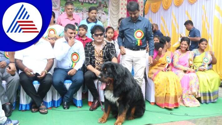 Dog Show at dasara Festival;Tibetan Mastiff dog attracted everyonerav Dog Show at dasara Festival;Tibetan Mastiff dog attracted everyonerav